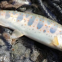 雨後はやっぱり高活性!
