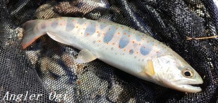 雨後はやっぱり高活性！