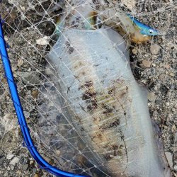 御坊から印南までランガンエギング