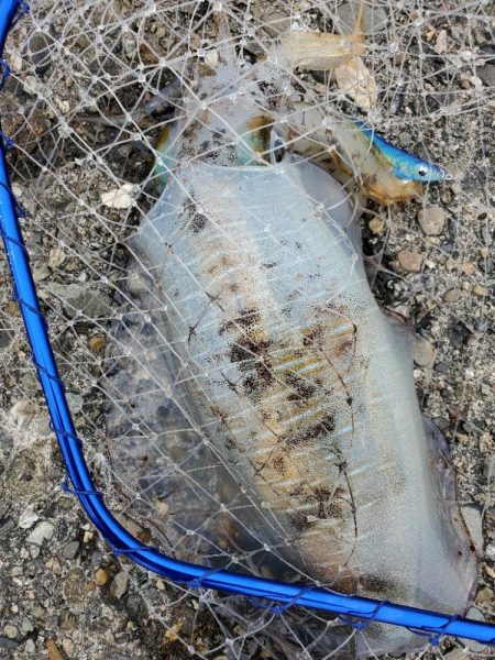 御坊から印南までランガンエギング