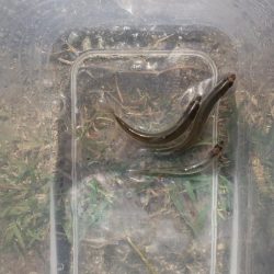 稚鮎～突然の夏日に…