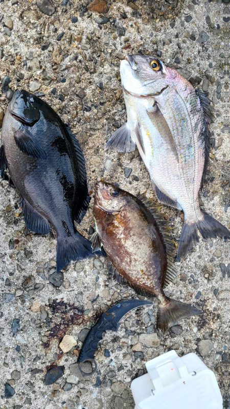 和歌山市江(吉丸渡船)で磯フカセ