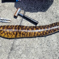 和歌山　御坊の堤防でウツボ釣り