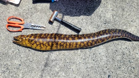 和歌山　御坊の堤防でウツボ釣り