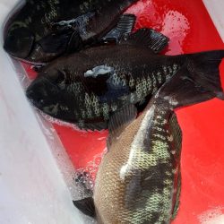 和歌山県勝浦でグレ釣りトーナメント予選