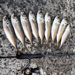 朝マズメの時合