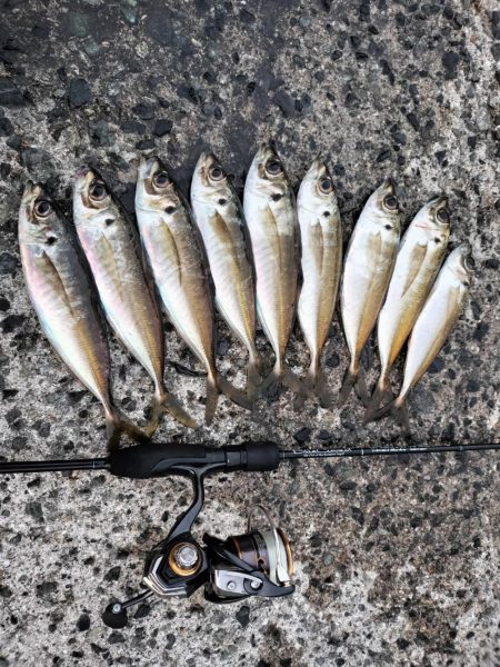 朝マズメの時合