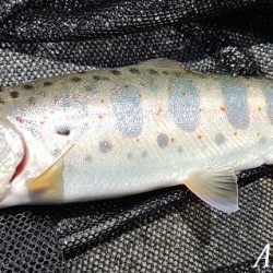 揖保川支流、絶好調！