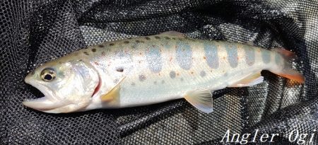 揖保川支流、絶好調！