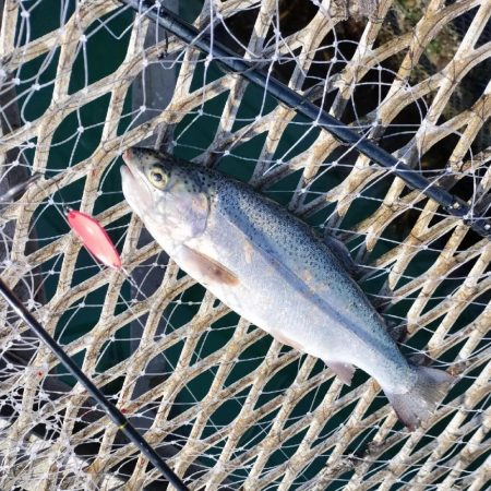 トラウトサーモン狙いで