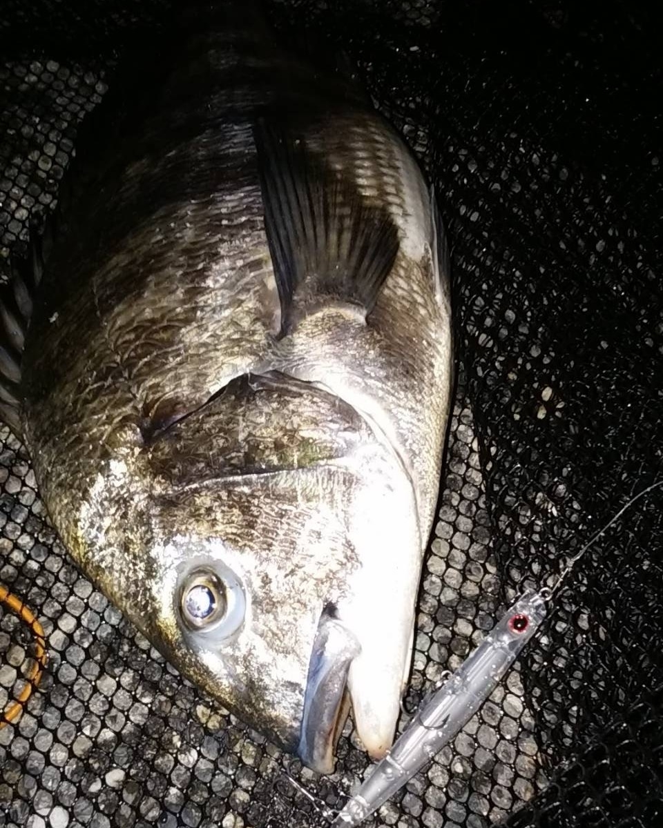 ご無沙汰シーバス!