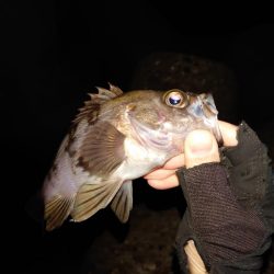 爆風メバリング