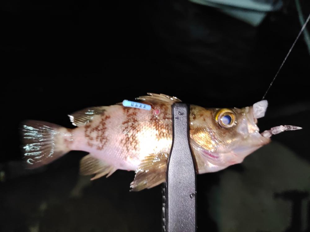 豆アジング@小島