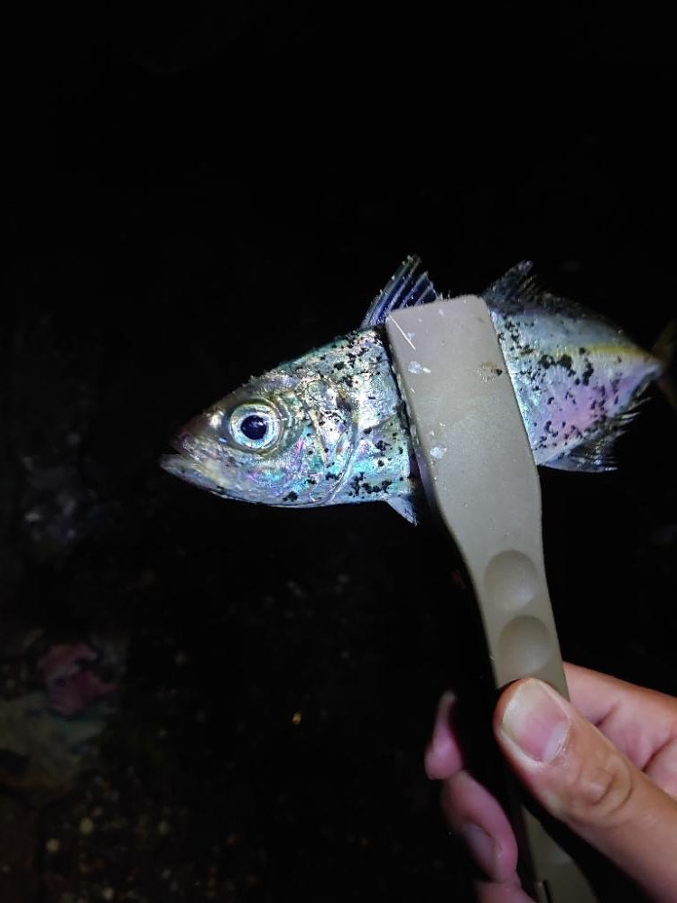 雨あとのアジング