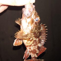 様子を見に行ってみた