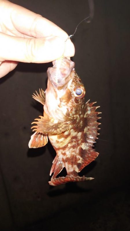 様子を見に行ってみた