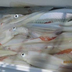 良型ヤリイカ主体　20～43～52杯