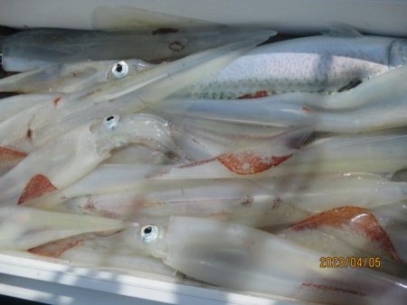 良型ヤリイカ主体　20～43～52杯