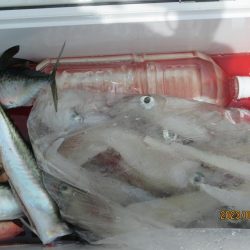 ヤリイカ　入食い！