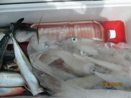 ヤリイカ　入食い！