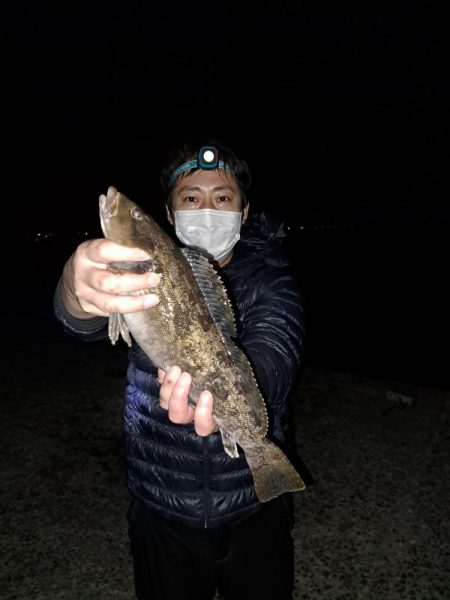 でかいアイナメ