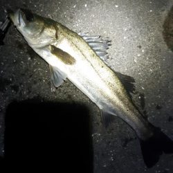 久しぶりのシーバス