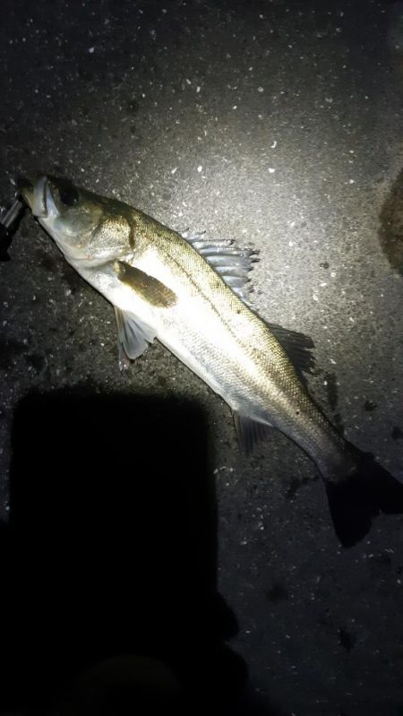 久しぶりのシーバス