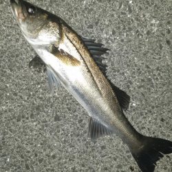 シーバス狙いに。