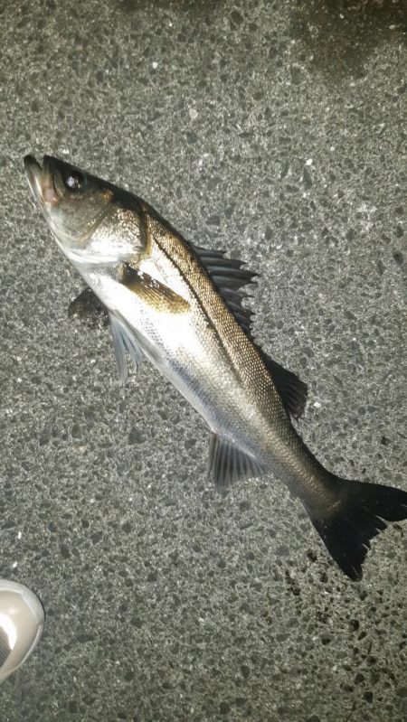 シーバス狙いに。