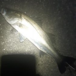 反応悪くなってきました。