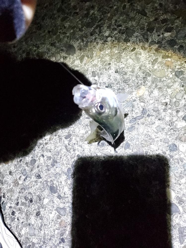 青物不発　アジいっぱい