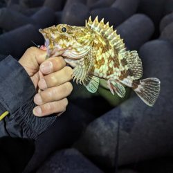 陸っぱり釣行記