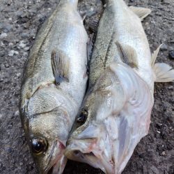 苅田南港デイシーバス