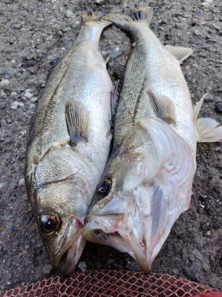 苅田南港デイシーバス