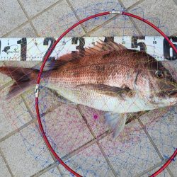 のっこみシーズン