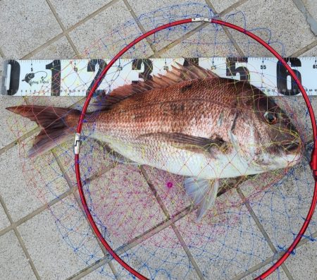 のっこみシーズン