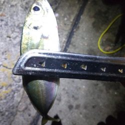 アジ探し@淡路島