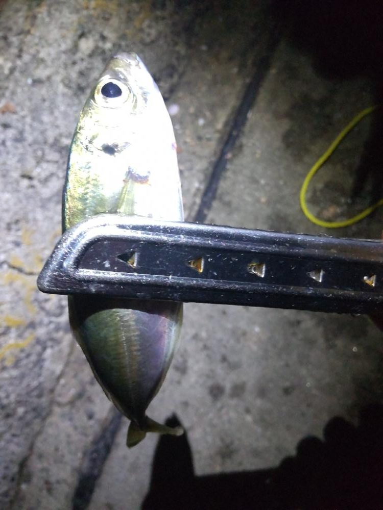 アジ探し@淡路島