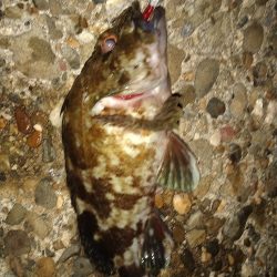 ちょい釣り20230421