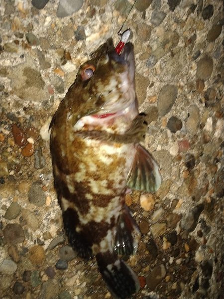 ちょい釣り20230421