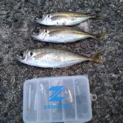 朝の短時間のアジ