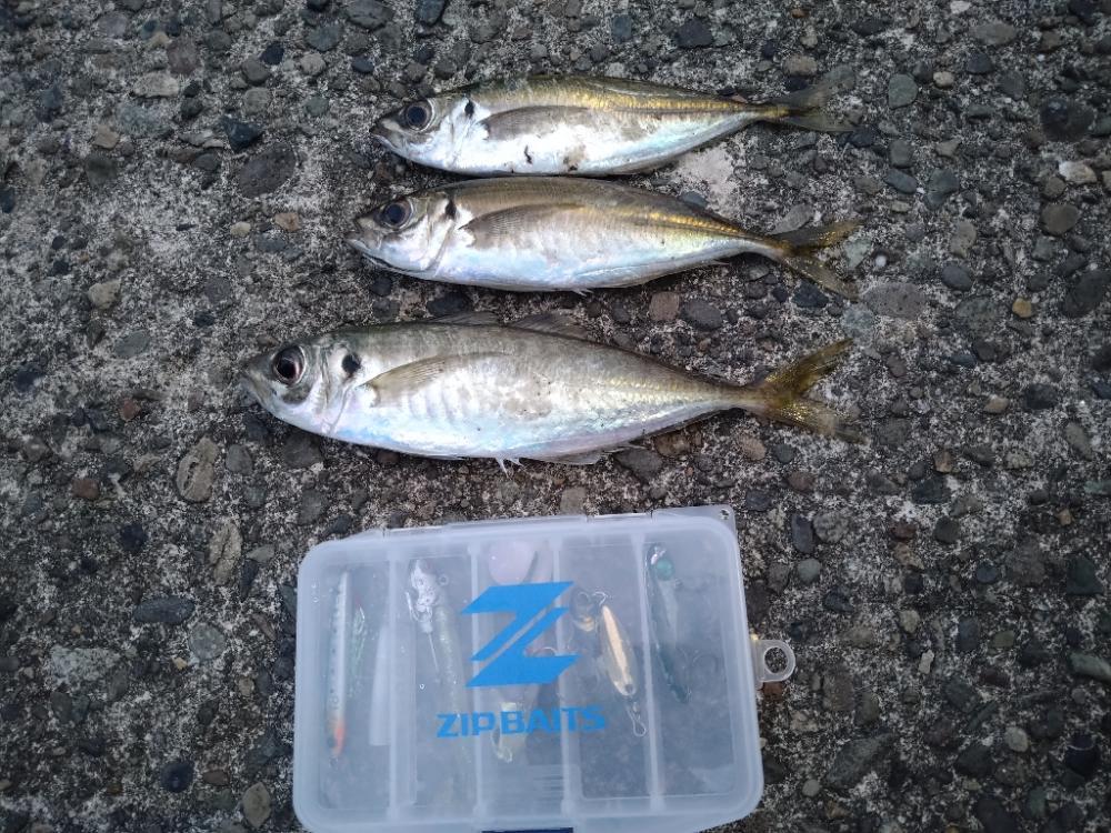 朝の短時間のアジ