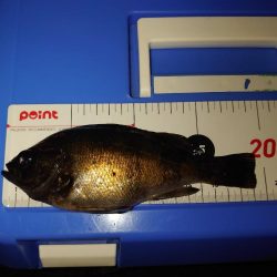 メバルウキ釣り🎣