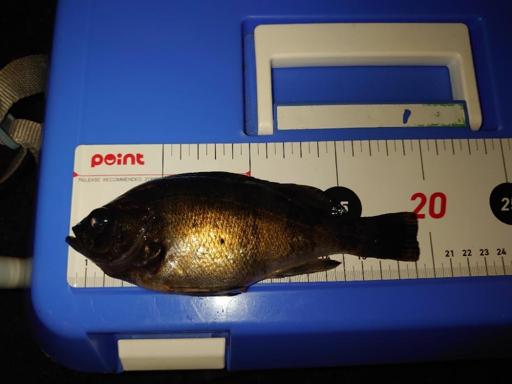 メバルウキ釣り🎣