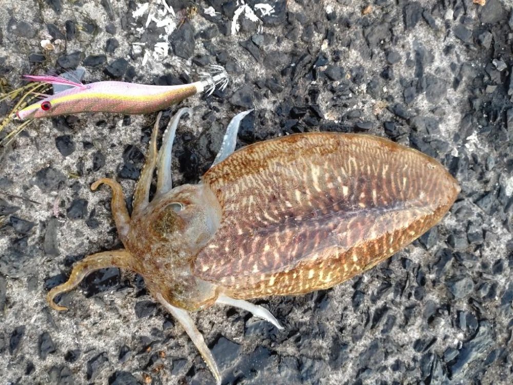 コウイカエギング