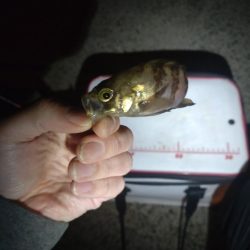 助松埠頭　アジング