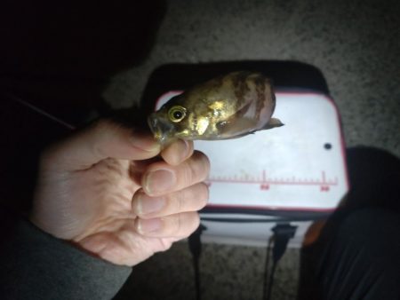 助松埠頭　アジング