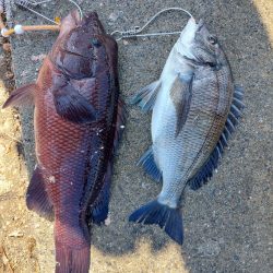 ノッコミチヌ！&モンスター…