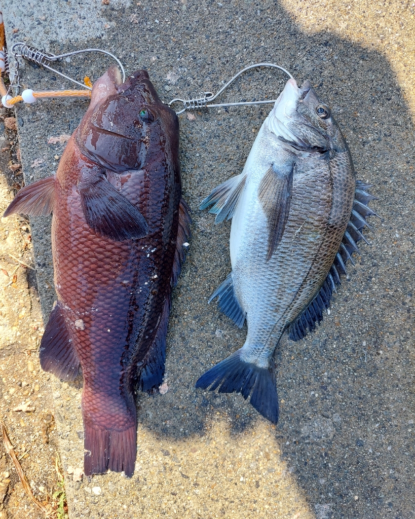 ノッコミチヌ！&モンスター❗