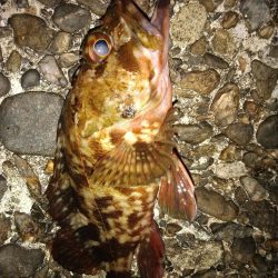 ちょい釣り20230428